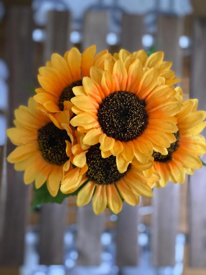 Apartment Sunflower021 Новий Сад Екстер'єр фото